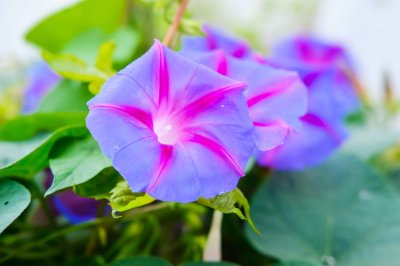 ​夏天适合种什么植物