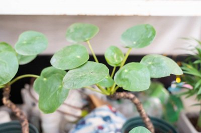 ​镜面草的繁殖方式有哪些