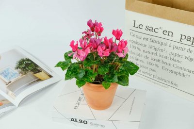 ​仙客来怎么授粉