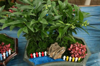 ​竹柏怎么浇水