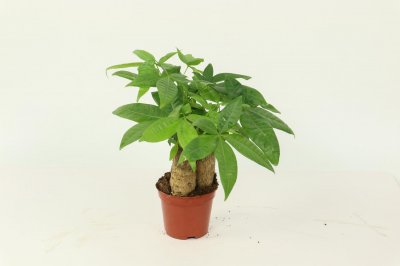 ​买发财树禁忌，发财树多少钱一盆