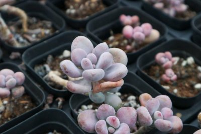 ​桃蛋怎么养成老桩，怎么养成悬崖桩