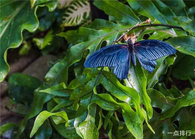 基韦斯特蝴蝶自然温室