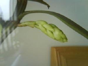 石斛植株 石斛植株