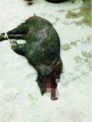 60岁大爷山上血战野猪三小时,昏迷三次,被咬醒三次!