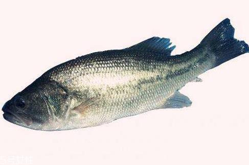 鲈鱼为什么那么贵 因为营养价值高 鲈鱼为什么那么贵 因为营养价值高