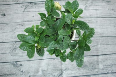 栀子花怎么爆盆