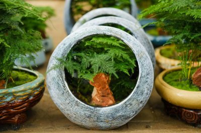 给文竹喂片“药”,新芽蹭蹭长,60天毛茸茸叶片长满盆!