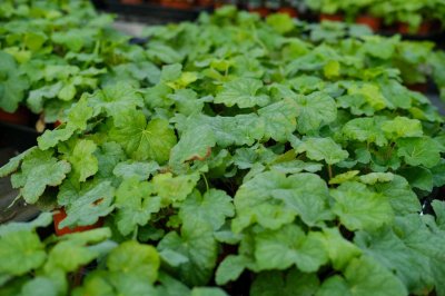 叶片扦插,不只是多肉,矾根也可以