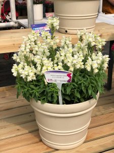 金鱼草的主要价值