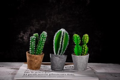 如何延长仙人球的花期