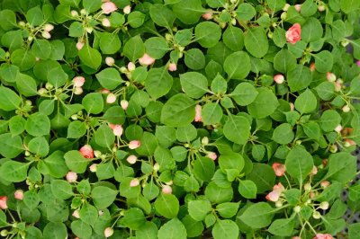 凤仙花冬天能种吗