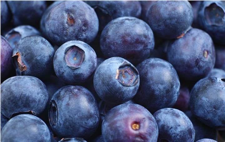 蓝莓vc含量高吗 蓝莓通便吗 蓝莓vc含量高吗 蓝莓通便吗