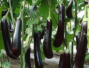 茄子怎么挑选?如何挑选茄子? 茄子怎么挑选?如何挑选茄子?