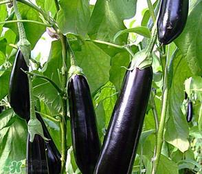 茄子怎么挑选?如何挑选茄子? 茄子怎么挑选?如何挑选茄子?