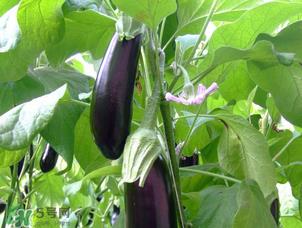 茄子怎么挑选?如何挑选茄子? 茄子怎么挑选?如何挑选茄子?