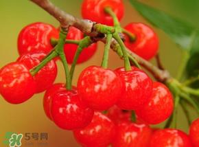 樱桃可以带上飞机吗?坐飞机可以带樱桃吗? 樱桃可以带上飞机吗?坐飞机可以带樱桃吗?