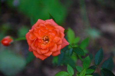 ​月季花冬季怎么施肥