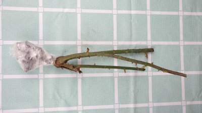 ​薄荷怎么养，薄荷图片