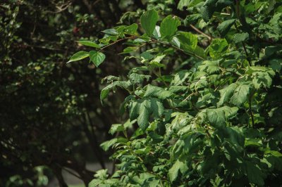 ​琼花的花语和传说