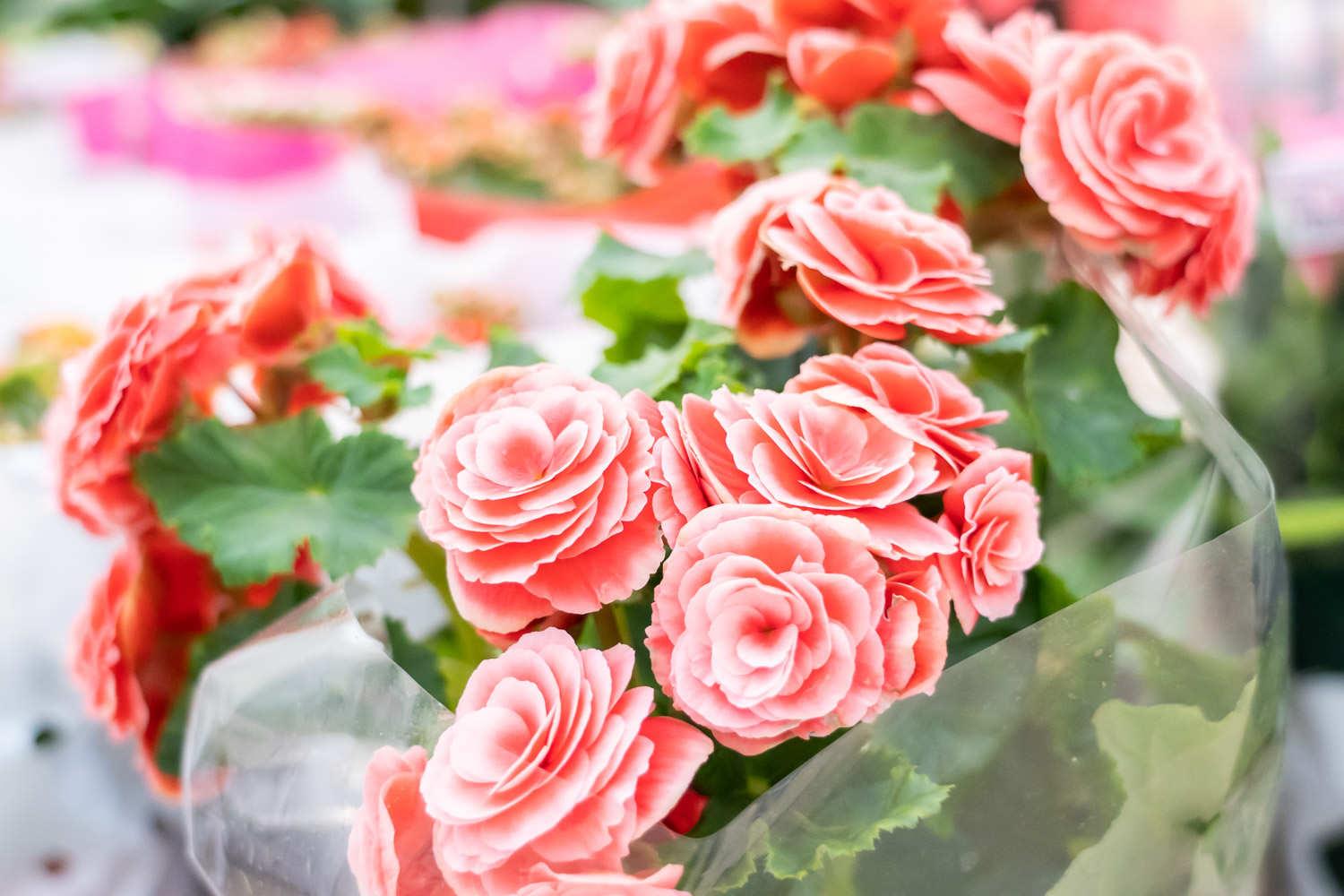 丽格海棠 丽格海棠