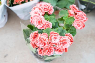 ​图解丽格海棠扦插