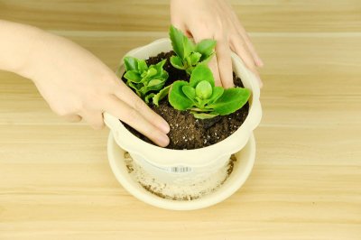 ​长寿花怎么养才旺盛