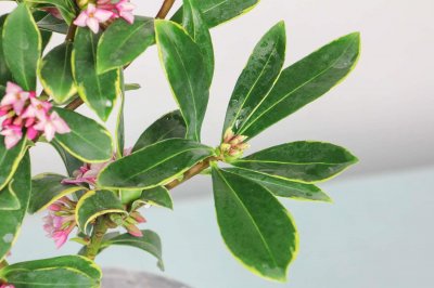 ​冬季盆栽瑞香花怎么养