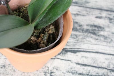 ​蝴蝶兰的盆景制作方法