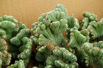 ​山影拳怎么养出怪形状