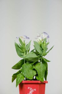 ​洋桔梗的土壤选择与施肥