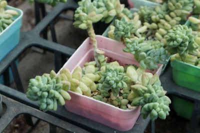 ​新玉缀的养殖方法