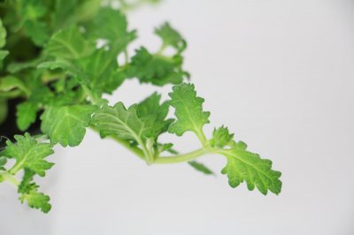 ​美女樱如何扦插