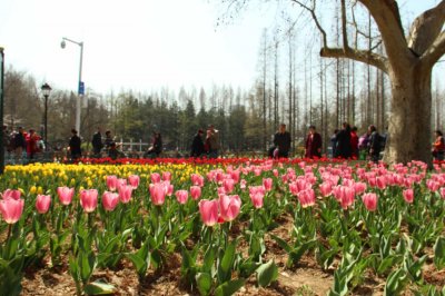 ​新买的郁金香怎么养