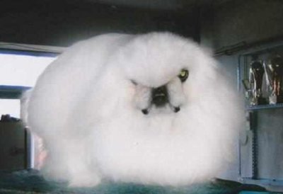 宠物店老板透露,这3种狗是中国最贵的狗,第一种比大熊猫还稀少