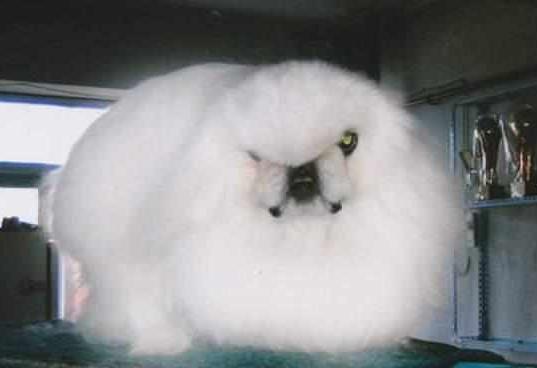 宠物店老板透露,这3种狗是中国最贵的狗,第一种比大熊猫还稀少