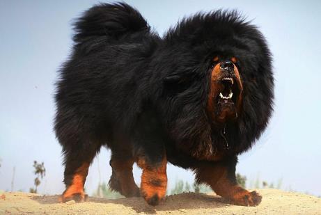 宠物店老板透露,这3种狗是中国最贵的狗,第一种比大熊猫还稀少