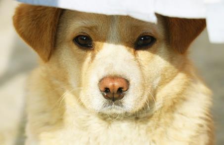 宠物店老板透露,这3种狗是中国最贵的狗,第一种比大熊猫还稀少