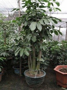 ​摇钱树如何种植（摇钱树怎样栽植)