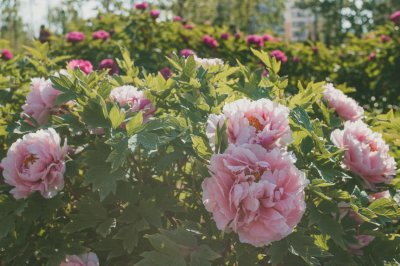 ​牡丹花怎么养护