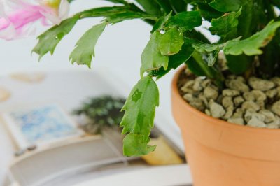 如何养蟹爪兰,蟹爪兰扦插方法