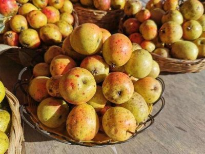 ​多依果 热带雨林里的“酸苹果”