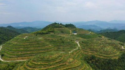 ​邵阳城步金融画笔“多彩”描绘特色产业