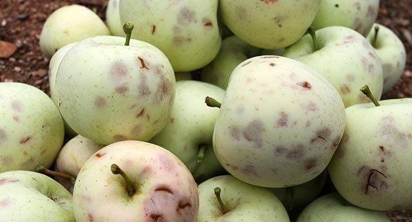 昨夜,山东14市遭遇冰雹袭击!最大宛如鸡蛋,果园受灾严重