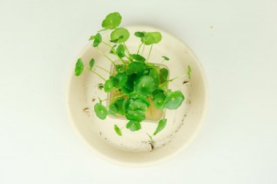 ​铜钱草的养殖方法和注意事项