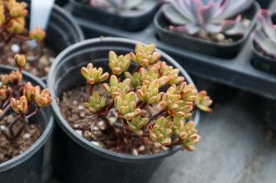 ​小人祭怎么养