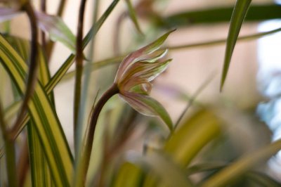 ​养殖兰花怎么配土