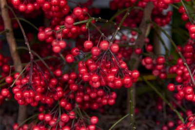 ​朱砂根的果实能繁殖吗