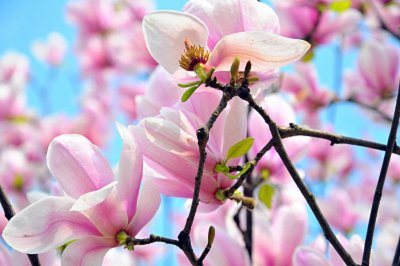 ​巴彦淖尔适合养什么花，市花和市树是什么