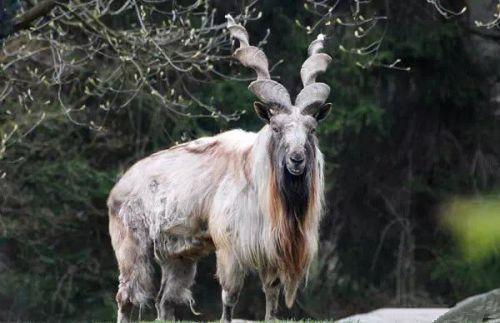 捻角山羊:最具神兽范的羊,为了爱情可以连命都不要